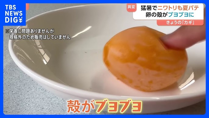 急な猛暑でニワトリ夏バテ！卵に異変“殻がブヨブヨ”に…卵の価格が過去最高値に迫るほど高騰　ラーメン店は煮卵値上がりで悲鳴